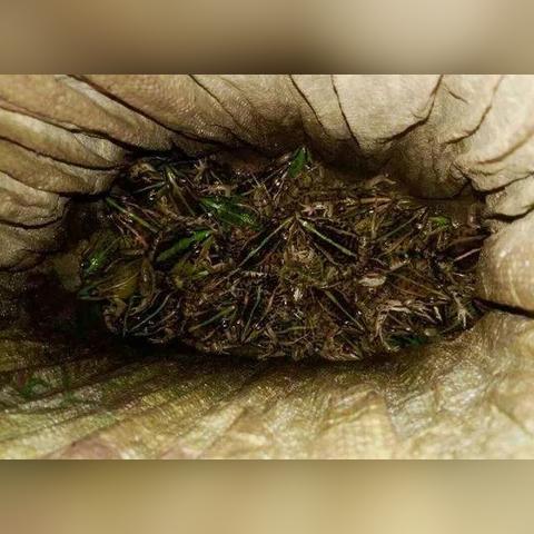 100款夜间禁用软件免费