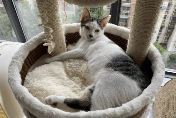 2020猫咪的地址