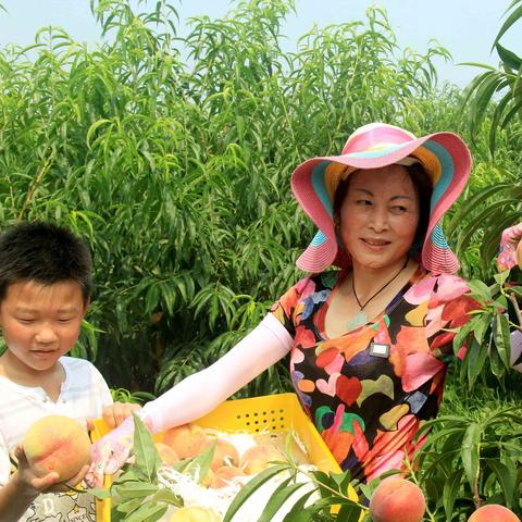 水蜜桃种类繁多,常见的品种有 水蜜桃种类繁多,常见的品种有